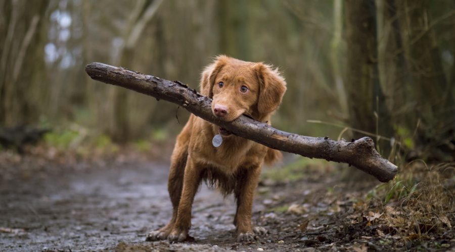 Hemp Oil for Pets: Everything You Need to Know