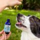 A Dose Finding Study of Cannabidiol in Dogs with Intractable Epilepsy