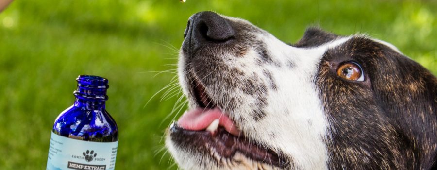 A Dose Finding Study of Cannabidiol in Dogs with Intractable Epilepsy