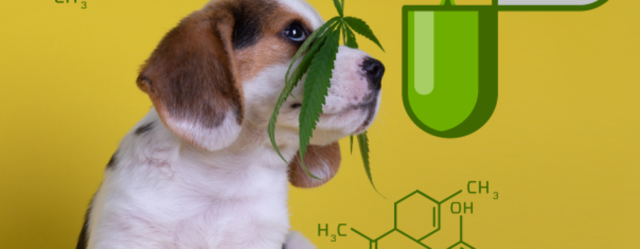 Cannabis in Veterinary Medicine | Continual Education | VIN